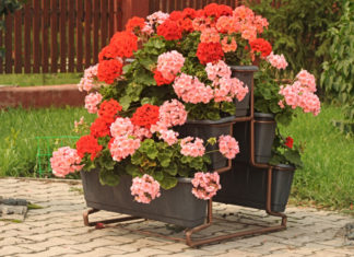 Geranio 802 0 104 Geranio